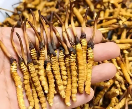 冬虫夏草只能泡水？炖汤、煮粥、磨粉的常见吃法科普