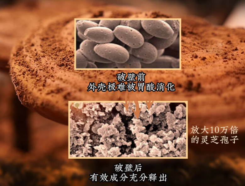 灵芝孢子粉哪些人不适合吃？3分钟读懂禁忌，吃灵芝孢子粉前先看这篇